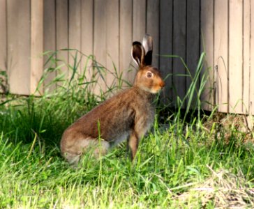 Lepus europaeus Oulu 20130716