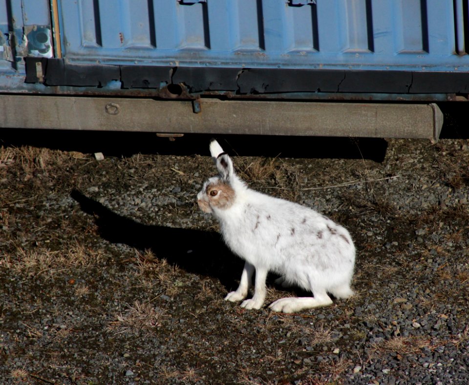 Lepus timidus Oulu 20120428c