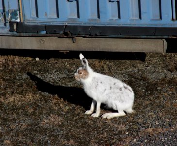 Lepus timidus Oulu 20120428c