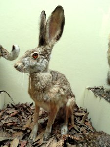 Lepus californicus - Pacific Grove Museum of Natural History - DSC06646