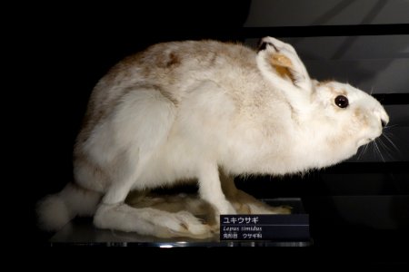 Lepus timidus - National Museum of Nature and Science, Tokyo - DSC06863