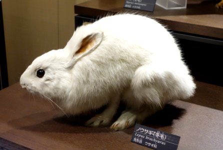 Lepus brachyurus - National Museum of Nature and Science, Tokyo - DSC07045