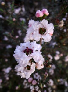 Leptospermum scoparium snow white
