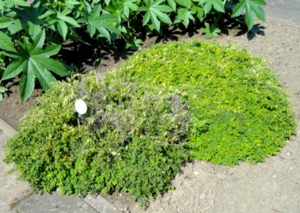 Leptopus chinensis - Botanischer Garten, Frankfurt am Main - DSC03214