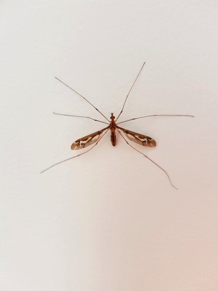 Leptotarsus huttoni Wellington3