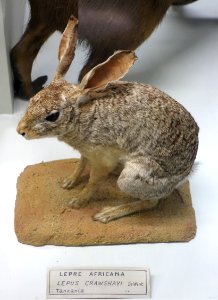Lepus microtis (Lepus crawshayi) - Museo Civico di Storia Naturale Giacomo Doria - Genoa, Italy - DSC02878