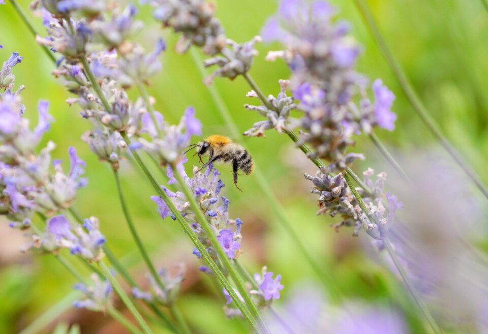 Violet garden lavender flowers