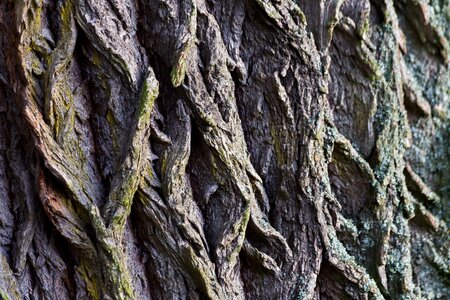 Macro structure wood