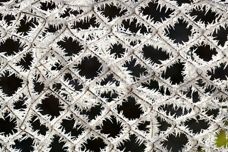 Iced crystals eiskristalle photo