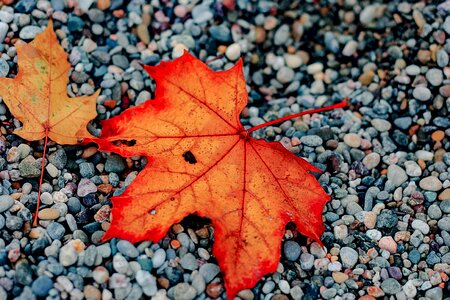 Season red orange photo