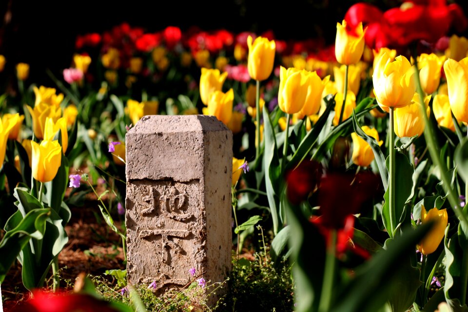 Flower tulip the scenery