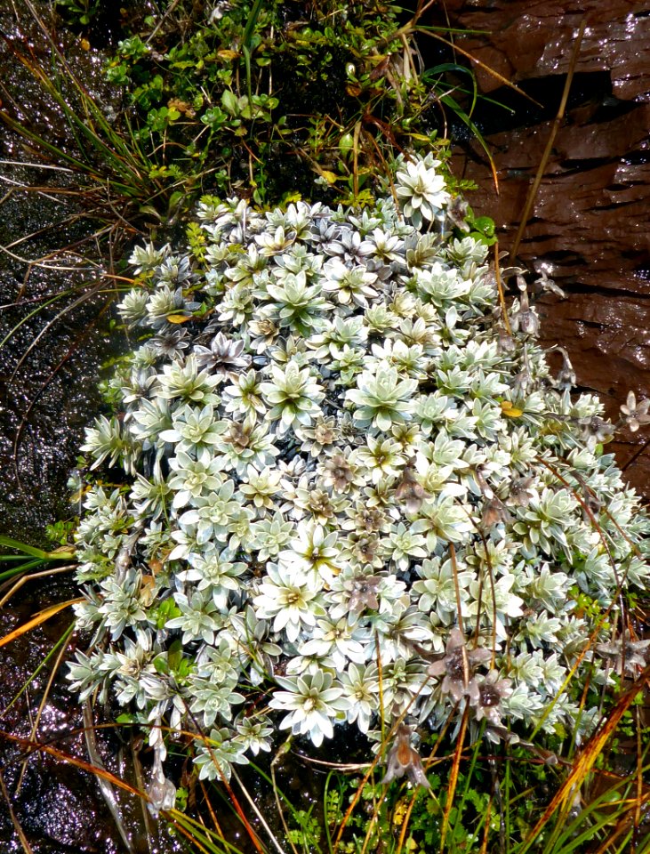 Leucogenes leontopodium by Peter de Lange