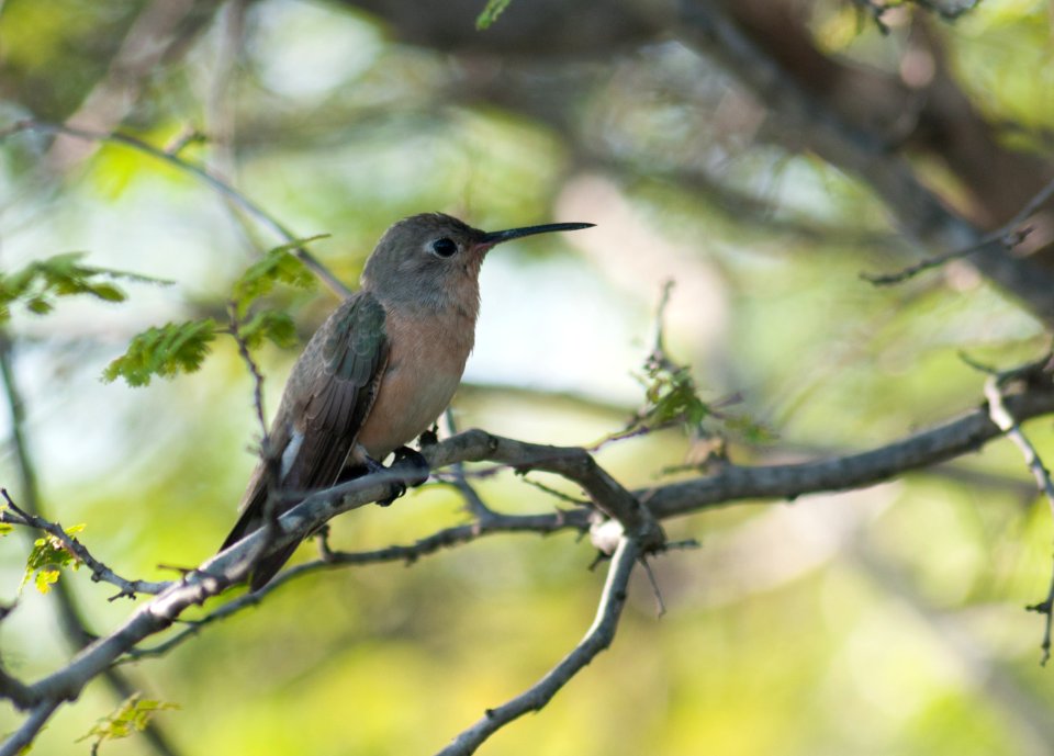 Leucippus fallax in Isla Margarita, Venezuela
