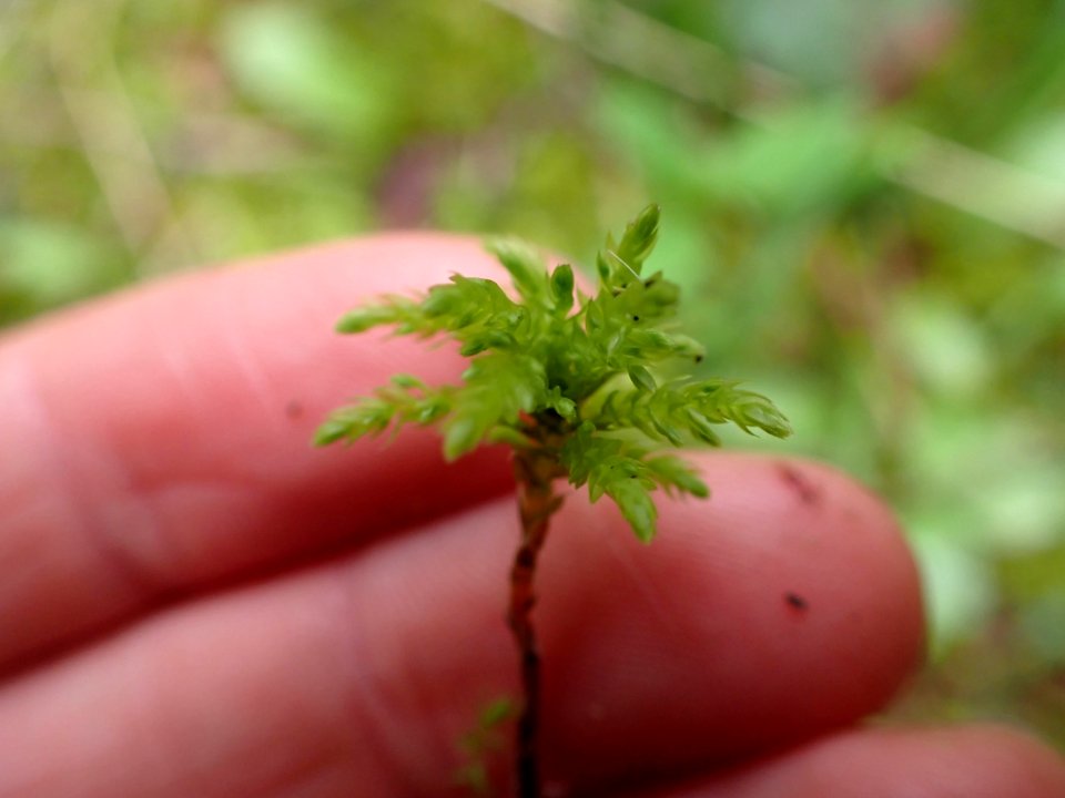 Leucolepis acanthoneura 140579991