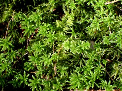 Leucolepis acanthoneura 141604113