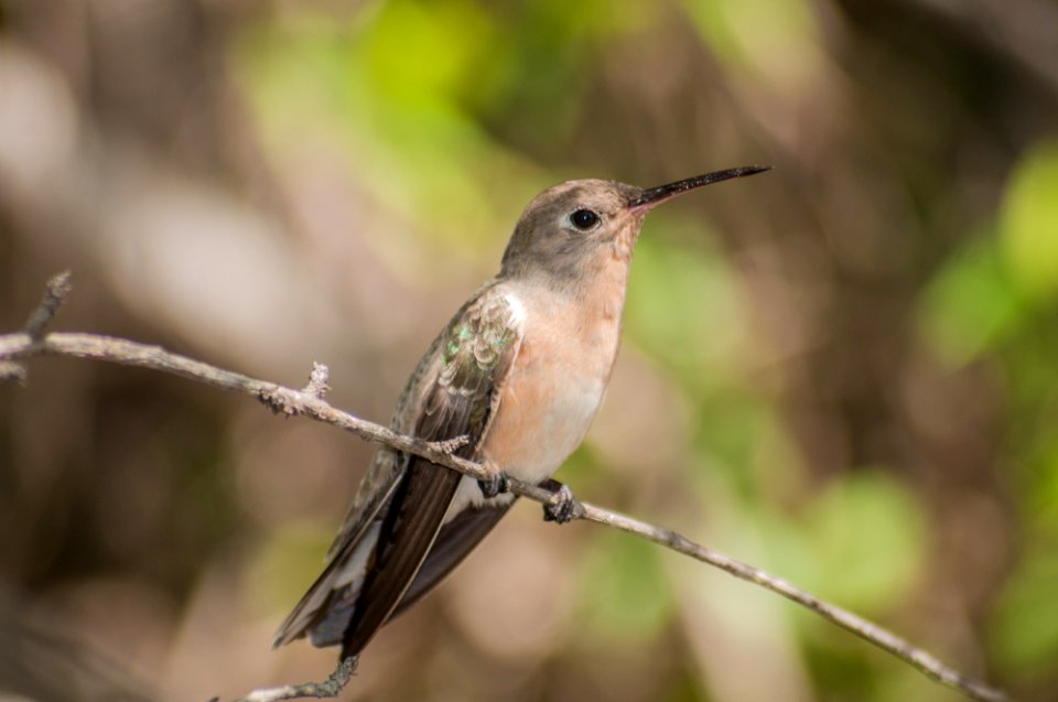 Leucippus fallax from Margarita island