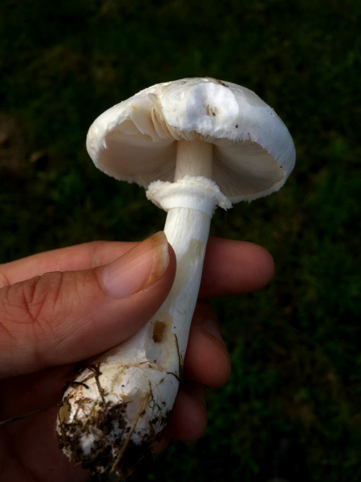 Leucoagaricus leucothites 101441530
