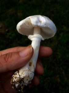Leucoagaricus leucothites 101441530