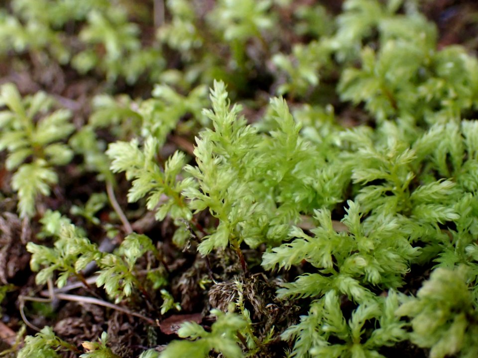 Leucolepis acanthoneura 141607705