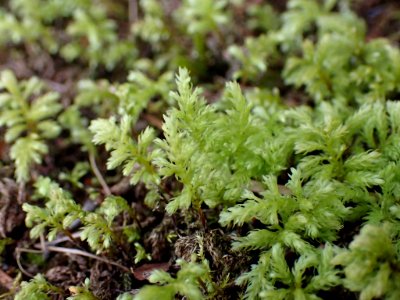 Leucolepis acanthoneura 141607705