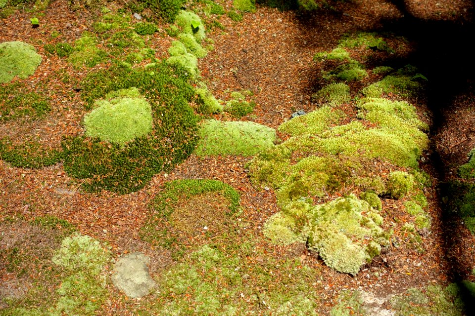 Leucobryum albidum and other mosses - Asticou Azalea Garden - Northeast Harbor, Maine - DSC03448