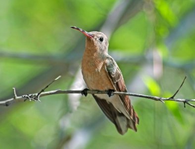 Leucippus fallax in Isla Margarita
