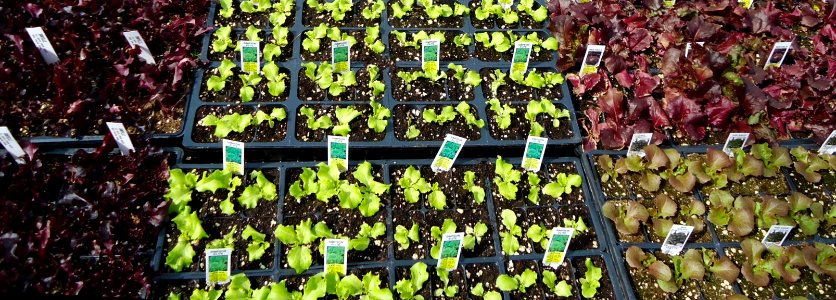 Lettuce varieties in New Jersey in April