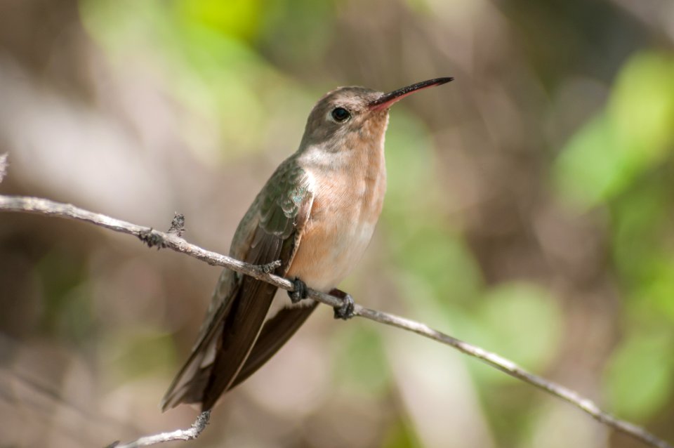 Leucippus fallax in Isla Margarita 2