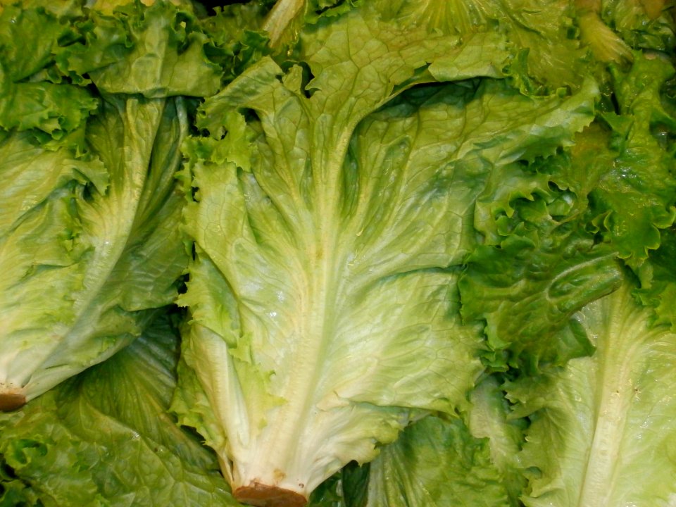 Lettuce in a stack