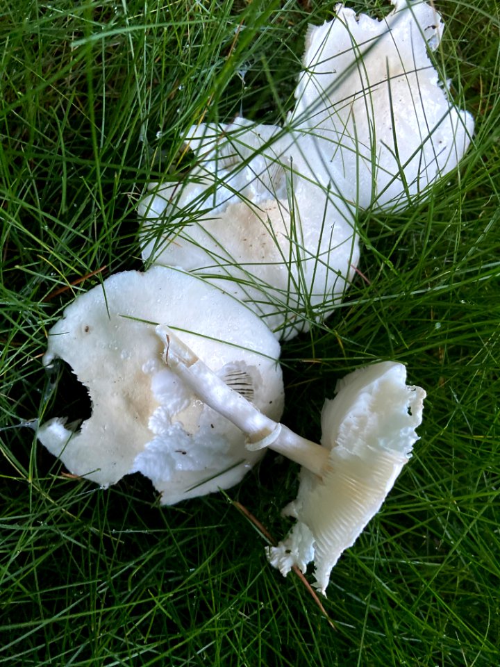 Leucoagaricus leucothites 100086252