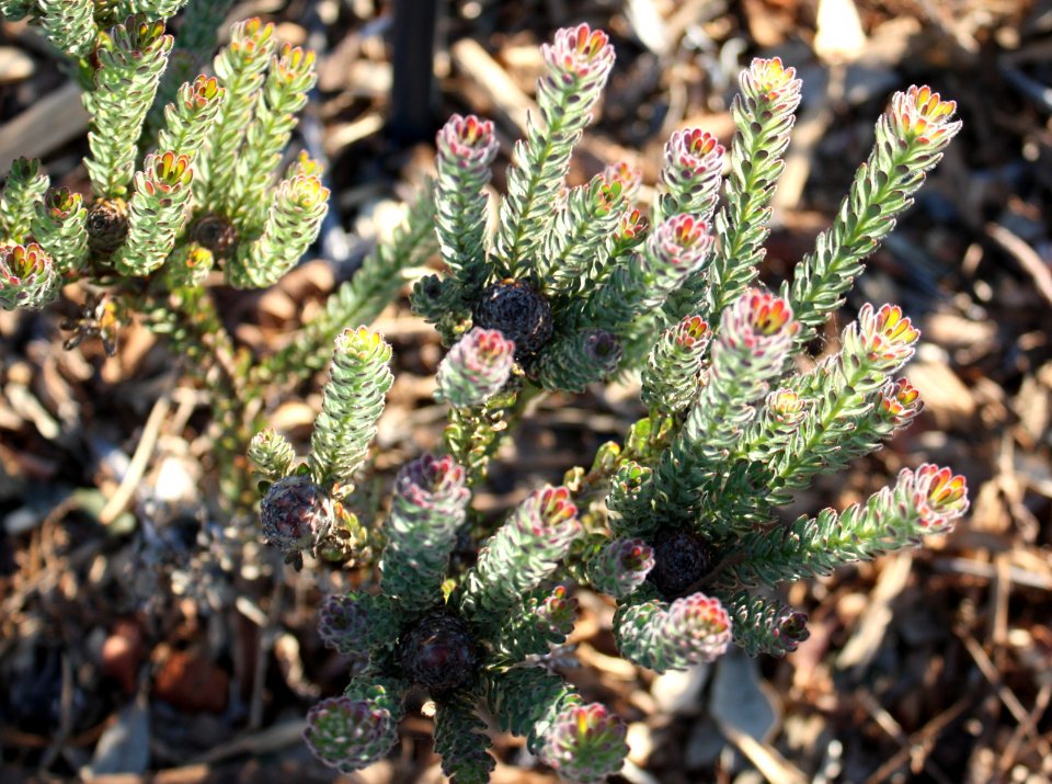 Leucadendron levisanus - critically endangered Cape Flats Cone Bush - Cape Town
