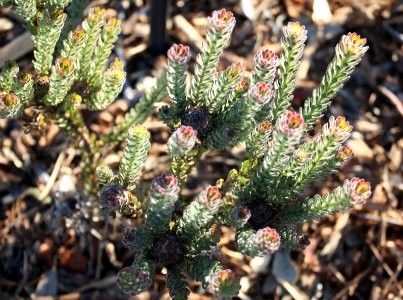 Leucadendron levisanus - critically endangered Cape Flats Cone Bush - Cape Town