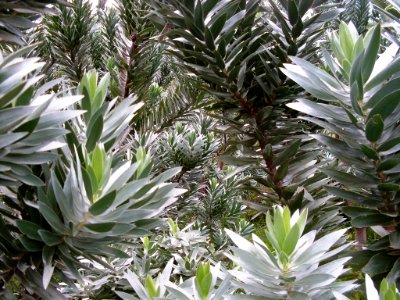 Leucadendron argenteum - Silvertree - foliage 9