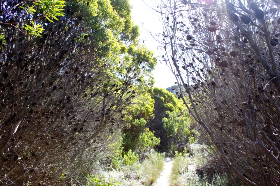 Leucadendron cone bushes - Cape Town fynbos