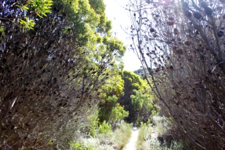 Leucadendron cone bushes - Cape Town fynbos