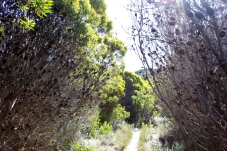 Leucadendron cone bushes - Cape Town fynbos photo