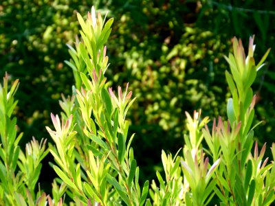 Leucadendom meridanium