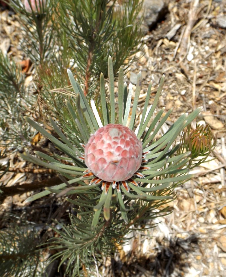 Leucadendron album