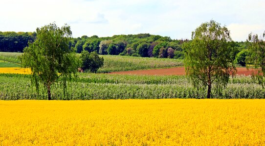 Nature forest spring