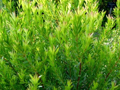 Leucadedron meridanium 2