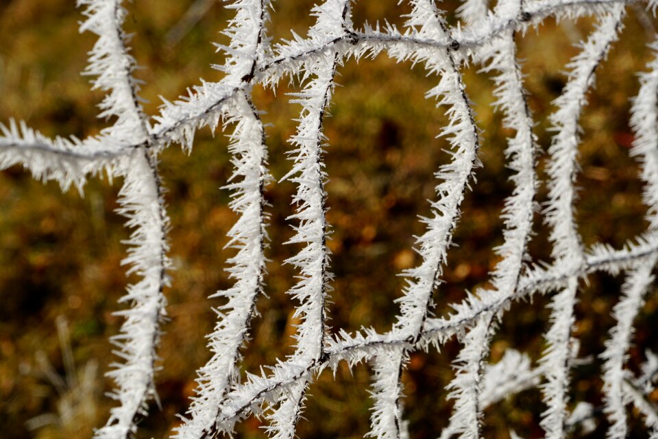 Wildlife fence snow crystals iced