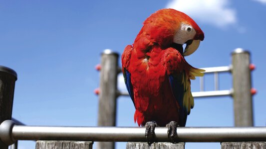 Colourful parrot perched photo