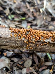 Leocarpus fragilis 32748583