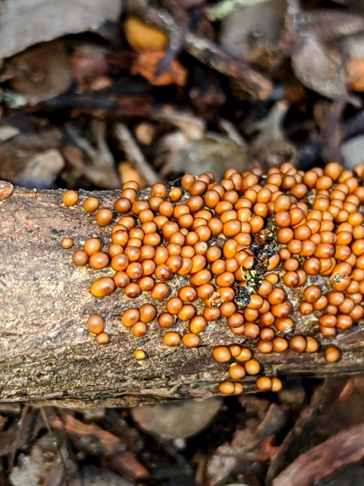 Leocarpus fragilis 32748591