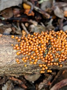 Leocarpus fragilis 32748591