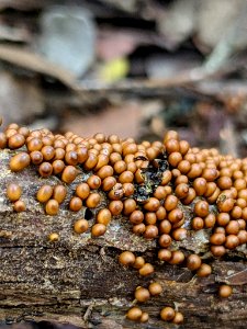 Leocarpus fragilis 32748575