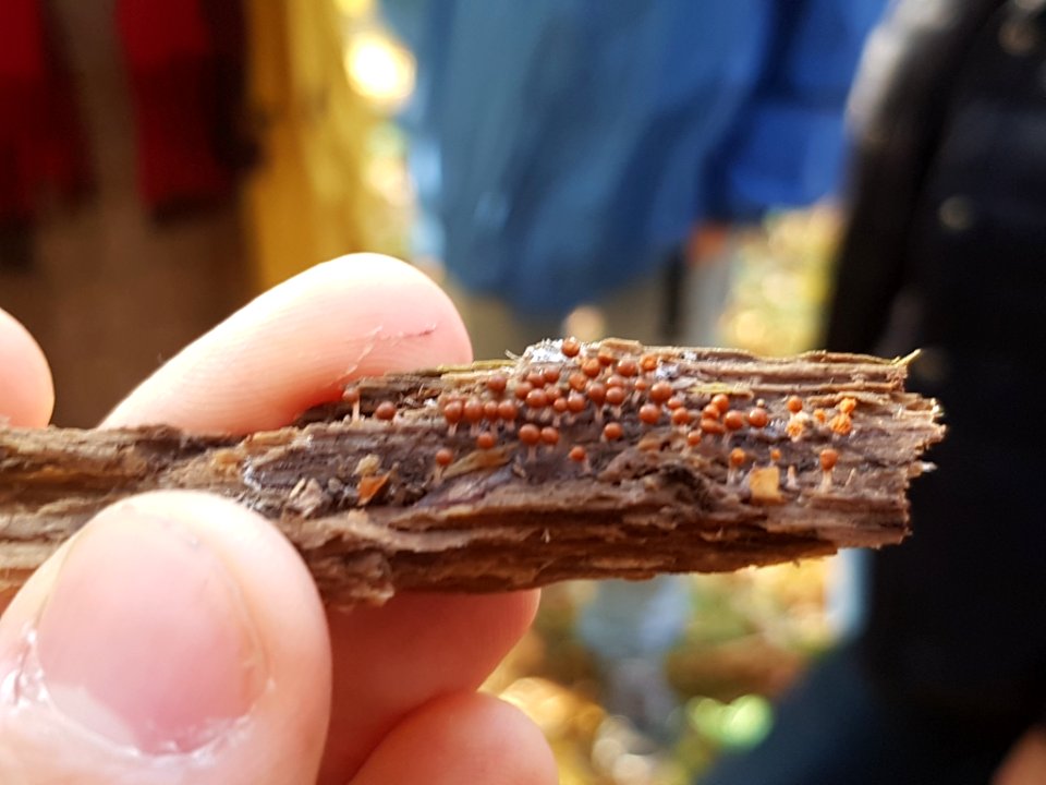 Leocarpus fragilis 26605650