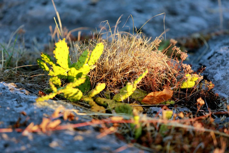 Les petits cactus de l'Ardèche