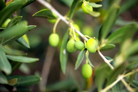 Les petites olives du Sud Ardèche