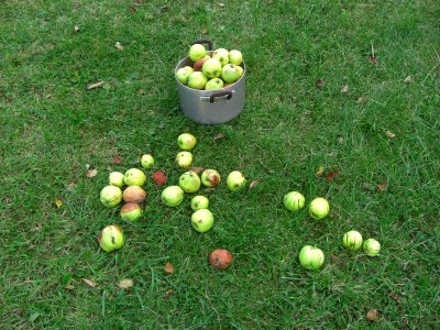 Les pommes du jardin